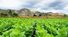 Pinar del Río crea la primera red de agroturismo de Cuba