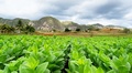 Pinar del Río crea la primera red de agroturismo de Cuba